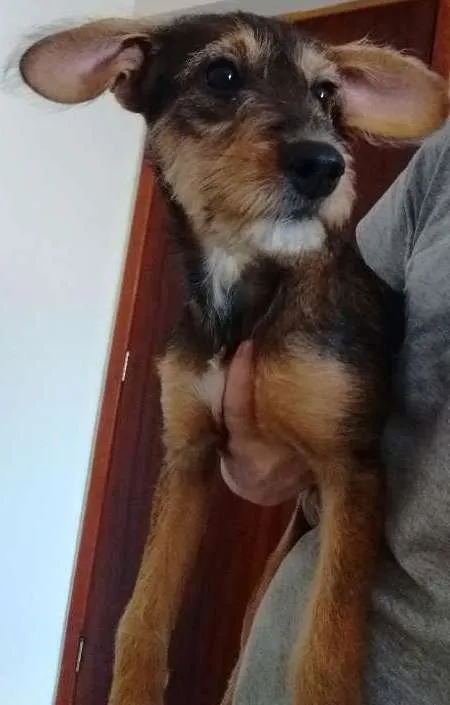 Cachorro ra a Não definida idade 2 a 6 meses nome Não sei