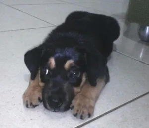 Cachorro raça SRD idade 2 a 6 meses nome Não tem 