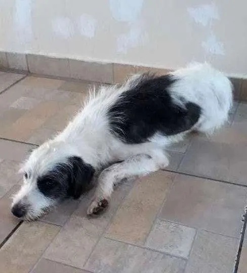 Cachorro ra a Vira lata idade 1 ano nome Robison