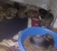 fofa