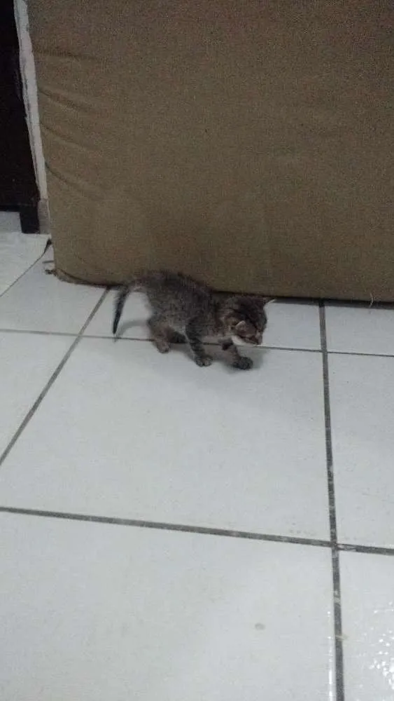 Gato raça Sem raça idade Abaixo de 2 meses nome Sem nome