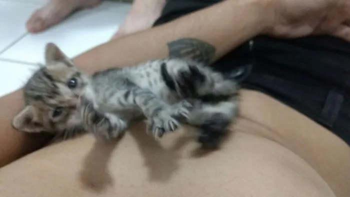 Gato raça Sem raça idade Abaixo de 2 meses nome Sem nome