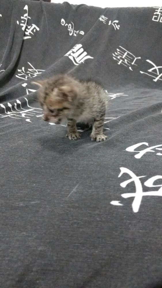 Gato raça Sem raça idade Abaixo de 2 meses nome Sem nome