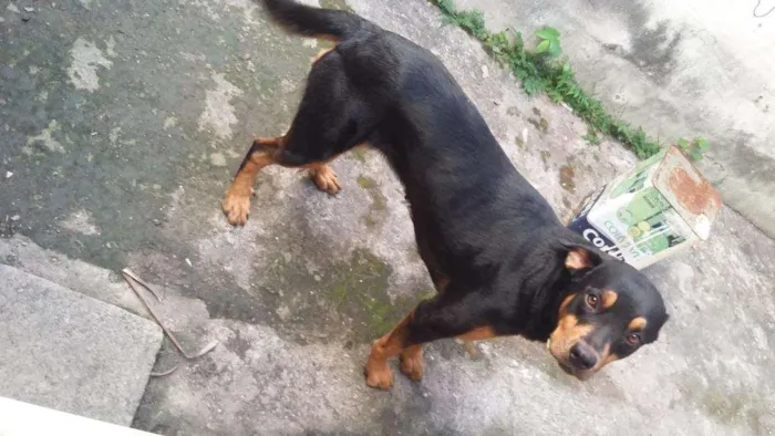 Cachorro raça rotwailler /labrador idade 2 anos nome Mel