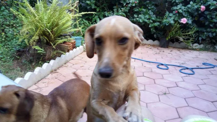 Cachorro ra a Cofap idade 1 ano nome Bijuju