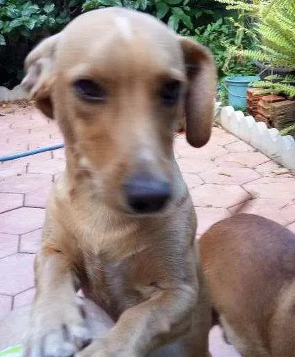 Cachorro ra a Cofap idade 1 ano nome Bijuju