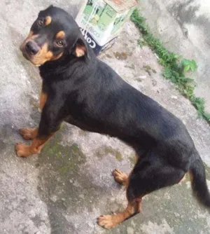 Cachorro raça rotwailler /labrador idade 2 anos nome Mel
