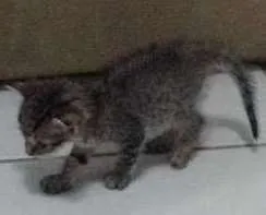 Gato raça Sem raça idade Abaixo de 2 meses nome Sem nome
