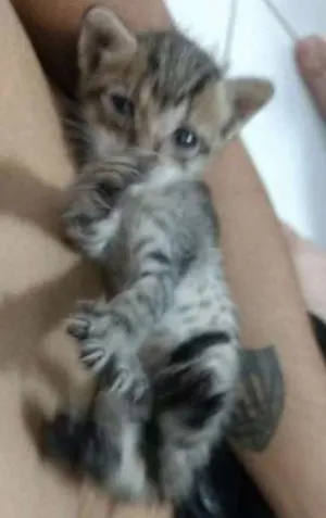 Gato raça Sem raça idade Abaixo de 2 meses nome Sem nome