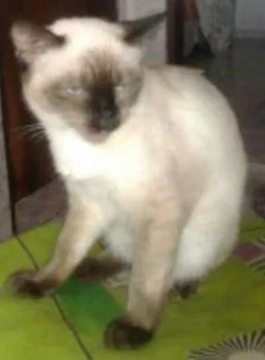 Gato raça Srd idade 2 a 6 meses nome Pretinha e Maria 