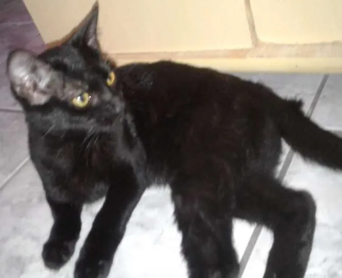 Gato ra a Srd idade 2 a 6 meses nome Pretinha e Maria 
