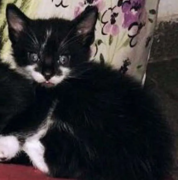 Gato ra a SRD idade Abaixo de 2 meses nome Schweppes