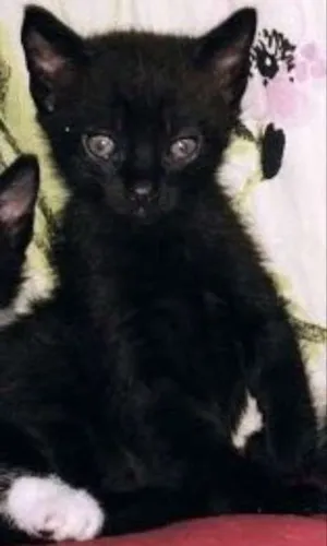 Gato raça SRD idade Abaixo de 2 meses nome Ferrugem