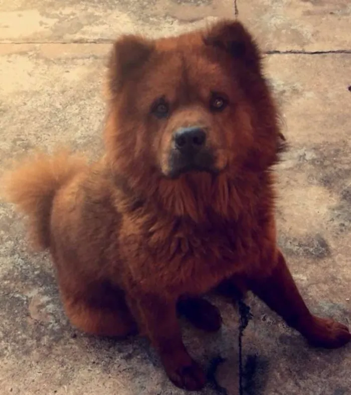 Cachorro ra a Chow-Chow idade 3 anos nome Kenay