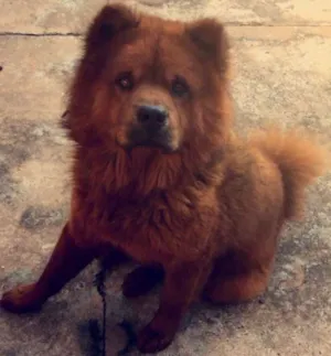 Cachorro raça Chow-Chow idade 3 anos nome Kenay