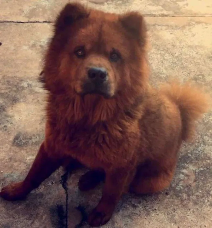 Cachorro ra a Chow-Chow idade 3 anos nome Kenay