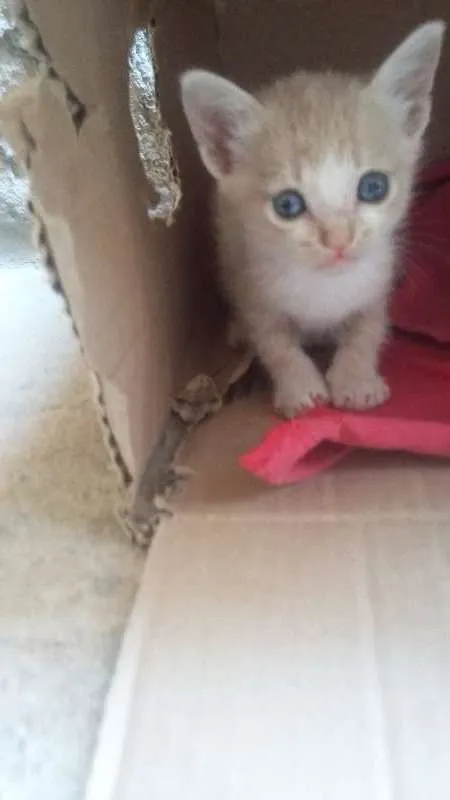 Gato raça domésticos de pelos curtos idade Abaixo de 2 meses nome filhotes 