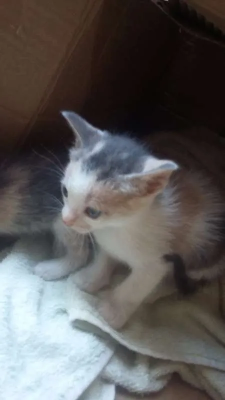 Gato raça domésticos de pelos curtos idade Abaixo de 2 meses nome filhotes 