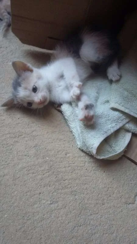 Gato raça domésticos de pelos curtos idade Abaixo de 2 meses nome filhotes 