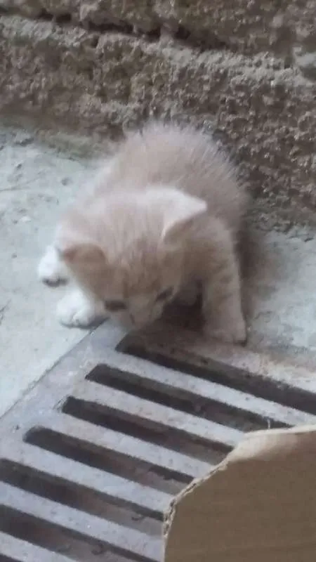 Gato raça domésticos de pelos curtos idade Abaixo de 2 meses nome filhotes 