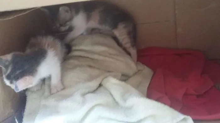 Gato raça domésticos de pelos curtos idade Abaixo de 2 meses nome filhotes 
