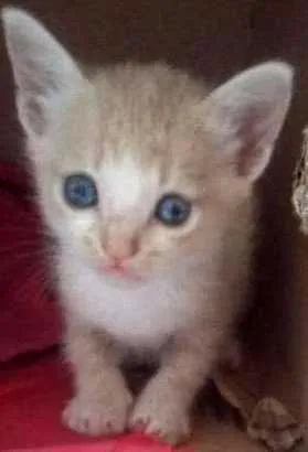 Gato raça domésticos de pelos curtos idade Abaixo de 2 meses nome filhotes 