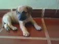 Desconhecido