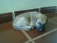 Desconhecido