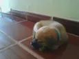 Desconhecido