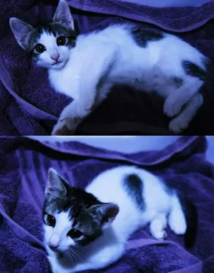 Gato raça SRD idade 2 a 6 meses nome Esmeralda
