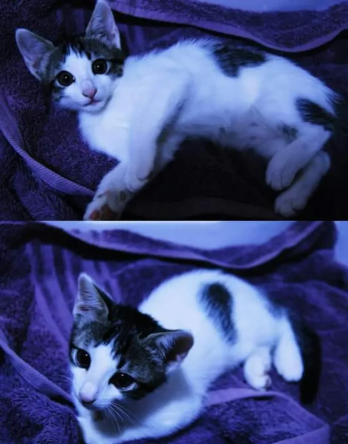 Gato ra a SRD idade 2 a 6 meses nome Esmeralda