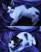 Gato raça SRD idade 2 a 6 meses nome Esmeralda
