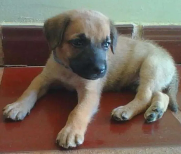 Cachorro ra a Desconhecido idade 2 a 6 meses nome Desconhecido