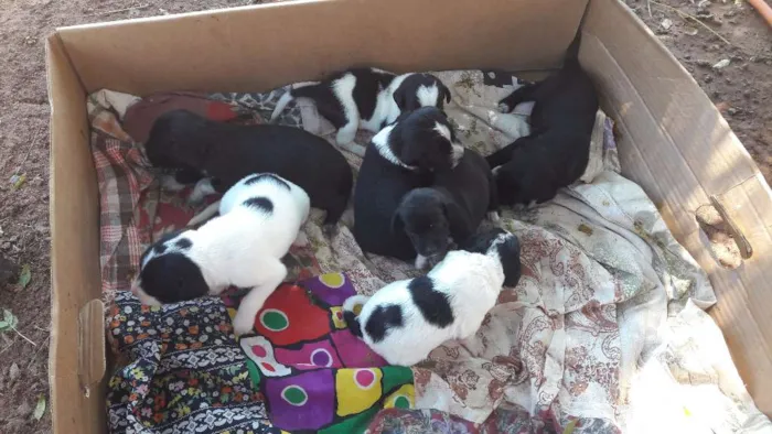 Cachorro ra a Vira lata  idade Abaixo de 2 meses nome Cachorro