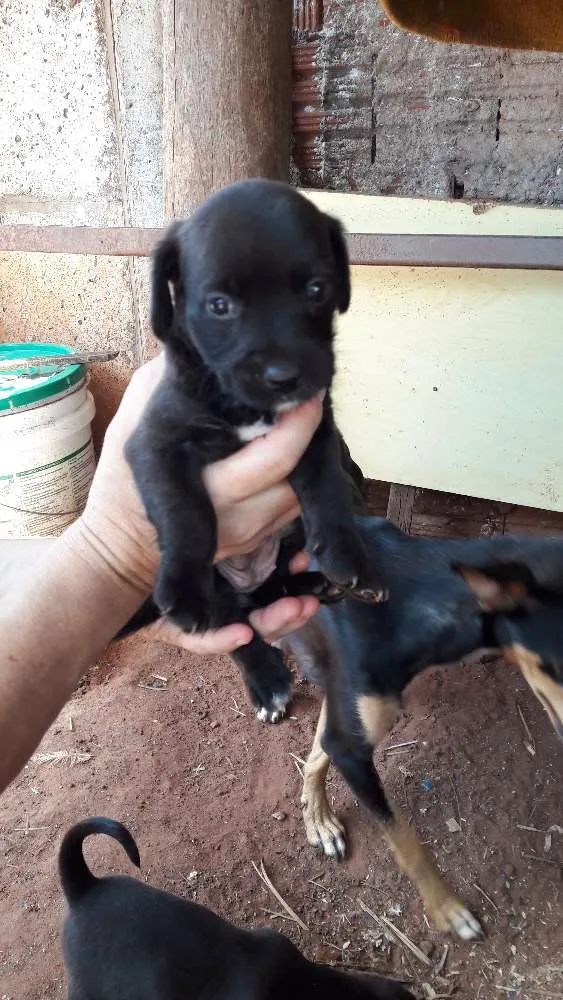 Cachorro ra a Vira lata  idade 2 a 6 meses nome Sem nome 