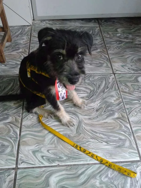 Cachorro ra a SRD idade 2 a 6 meses nome Bob