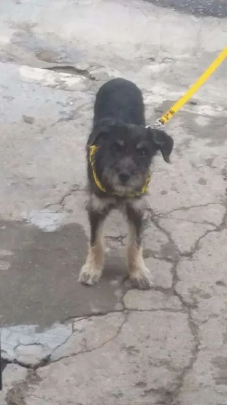 Cachorro ra a SRD idade 2 a 6 meses nome Bob