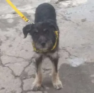 Cachorro raça SRD idade 2 a 6 meses nome Bob