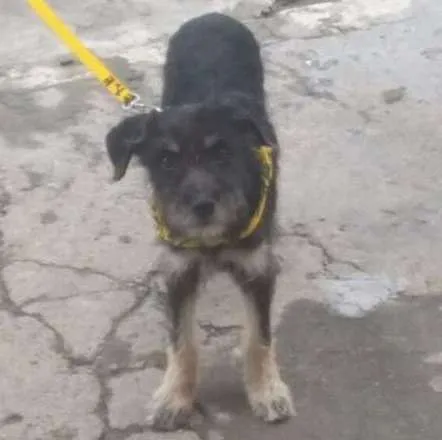 Cachorro ra a SRD idade 2 a 6 meses nome Bob