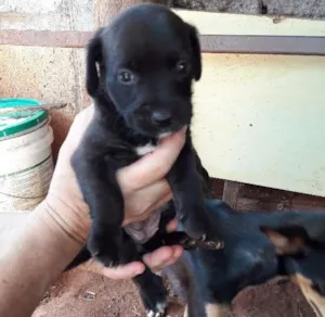 Cachorro raça Vira lata  idade 2 a 6 meses nome Sem nome 