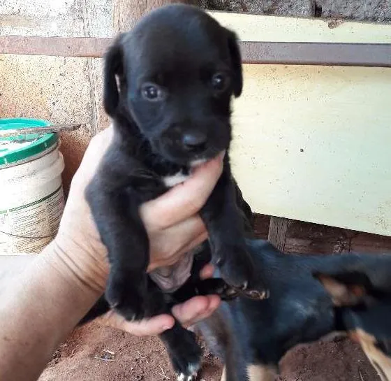 Cachorro ra a Vira lata  idade 2 a 6 meses nome Sem nome 