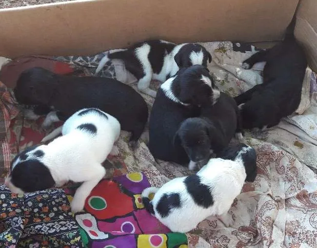 Cachorro ra a Vira lata  idade Abaixo de 2 meses nome Cachorro