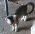 mia