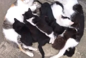 Gato raça  idade Abaixo de 2 meses nome pi