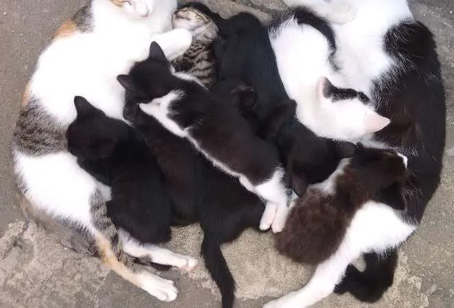 Gato ra a  idade Abaixo de 2 meses nome pi