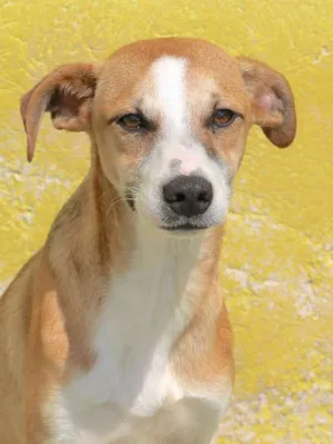 Cachorro raça  idade 1 ano nome Bart Pequeno