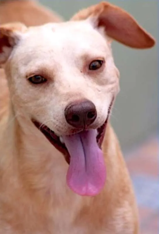 Cachorro ra a  idade 1 ano nome Dudu Pequeno