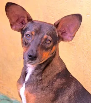 Cachorro raça  idade 1 ano nome Lucy Pequena