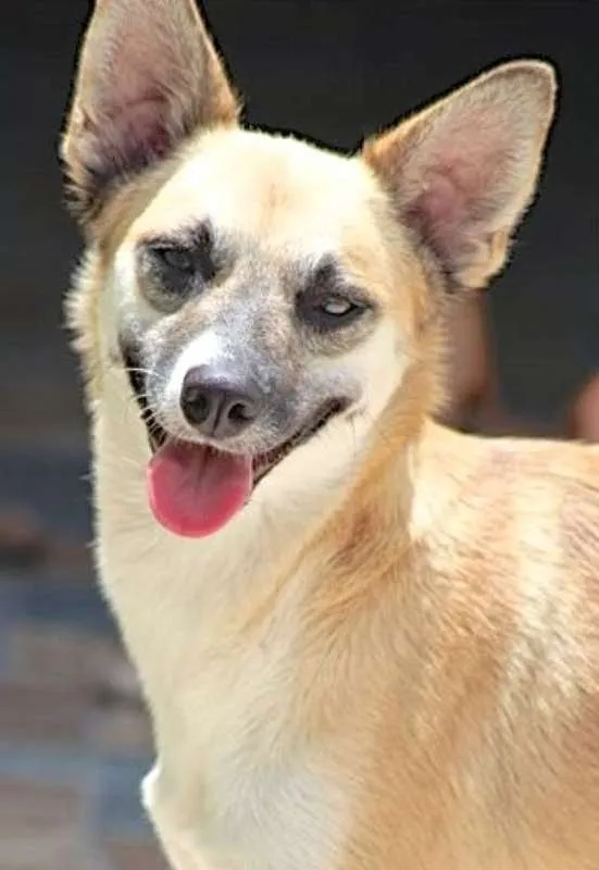 Cachorro ra a  idade 3 anos nome Raposinha