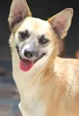 Raposinha